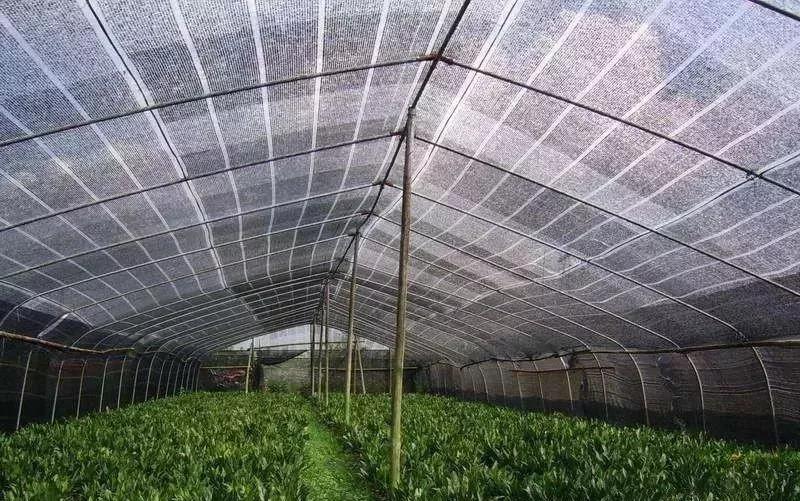 大棚内的遮阳网正确利用提高产量的方法